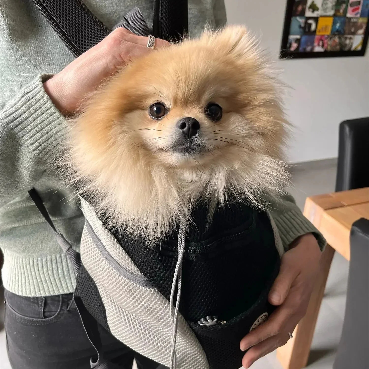 Adventure Pet Carrier | Mesh Backpack for Comfortable Hiking & Travel
