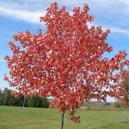 Red Sunset® Maple Tree