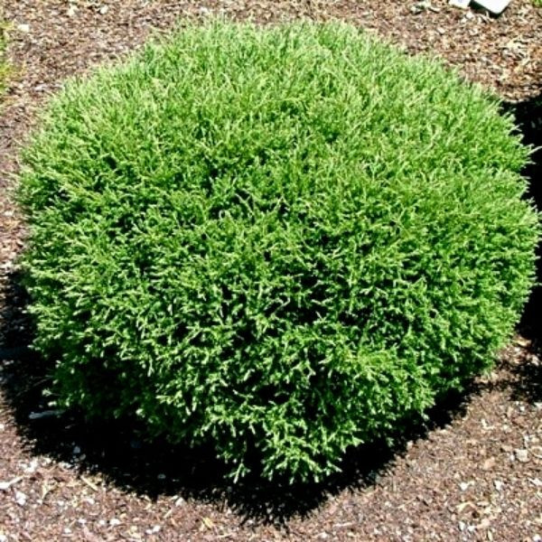 Mr. Bowling Ball® Arborvitae