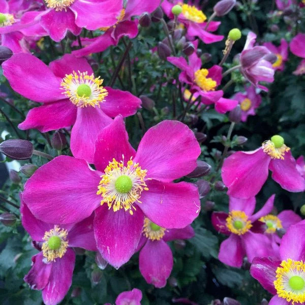 Fantasy™ Red Riding Hood Japanese Anemone