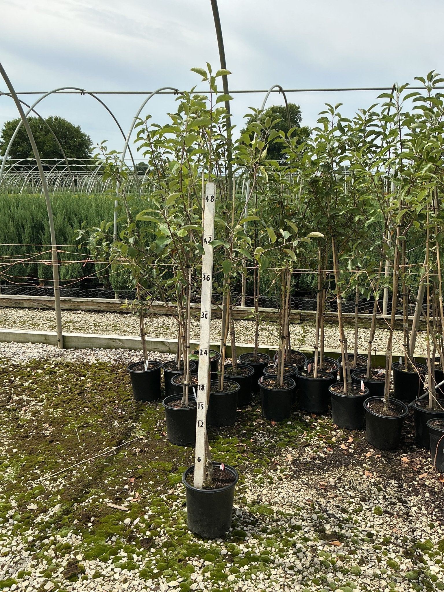 Gala Apple Tree