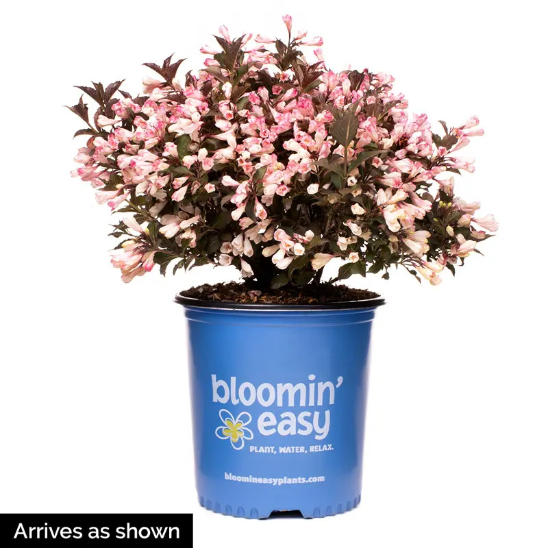 Afterglow Weigela