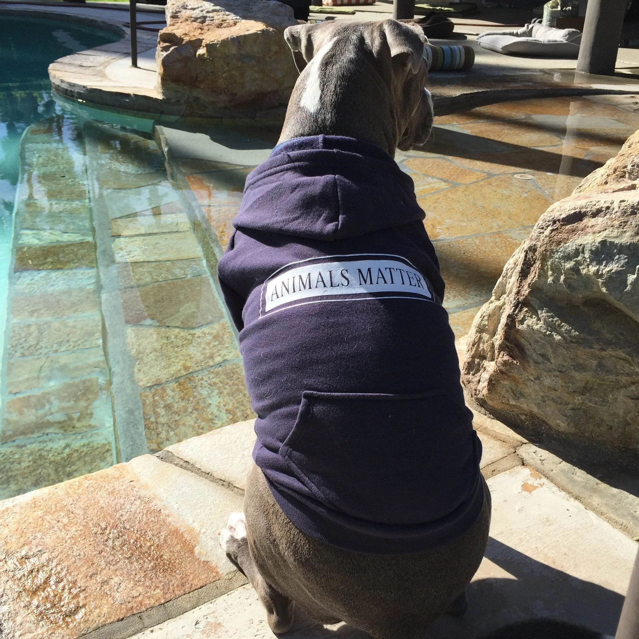 Companion Hoodie
