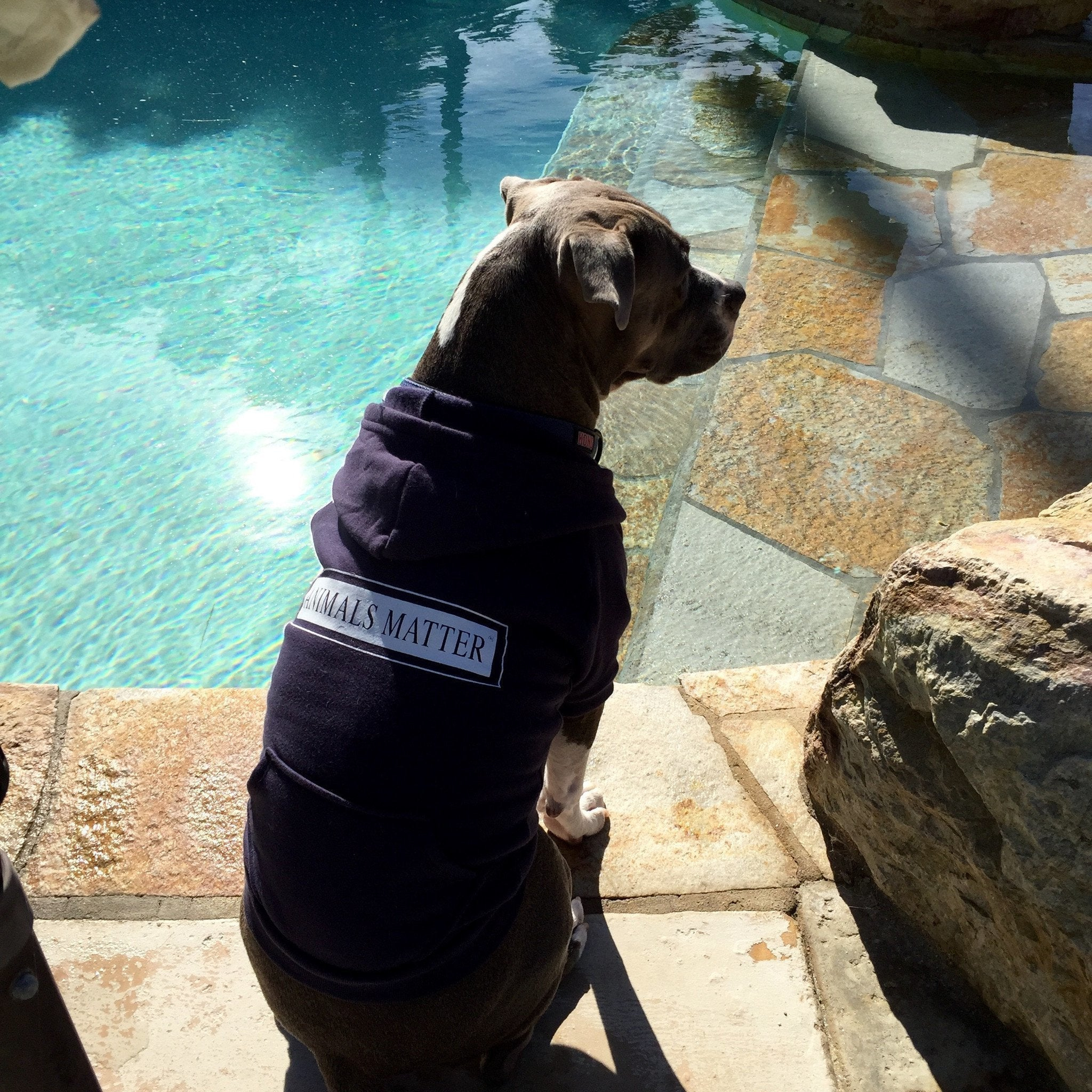 Companion Hoodie