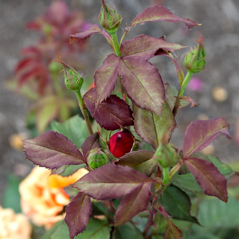 About Face® Grandiflora Rose