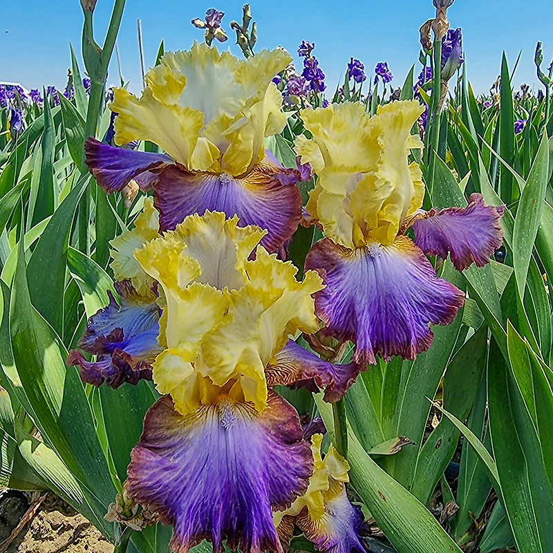 Adventurous Bearded Iris