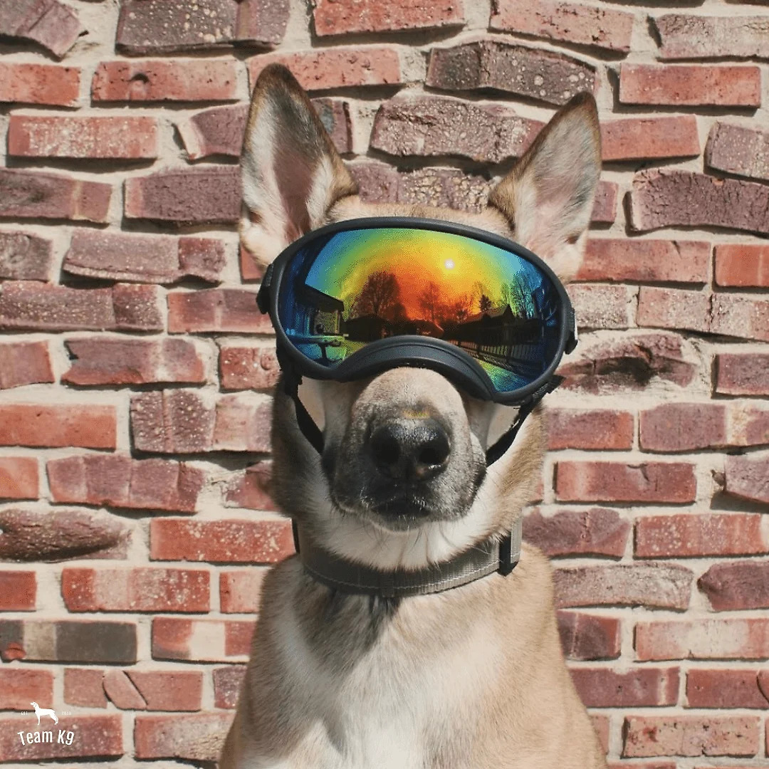 Team K9® Dog Goggles