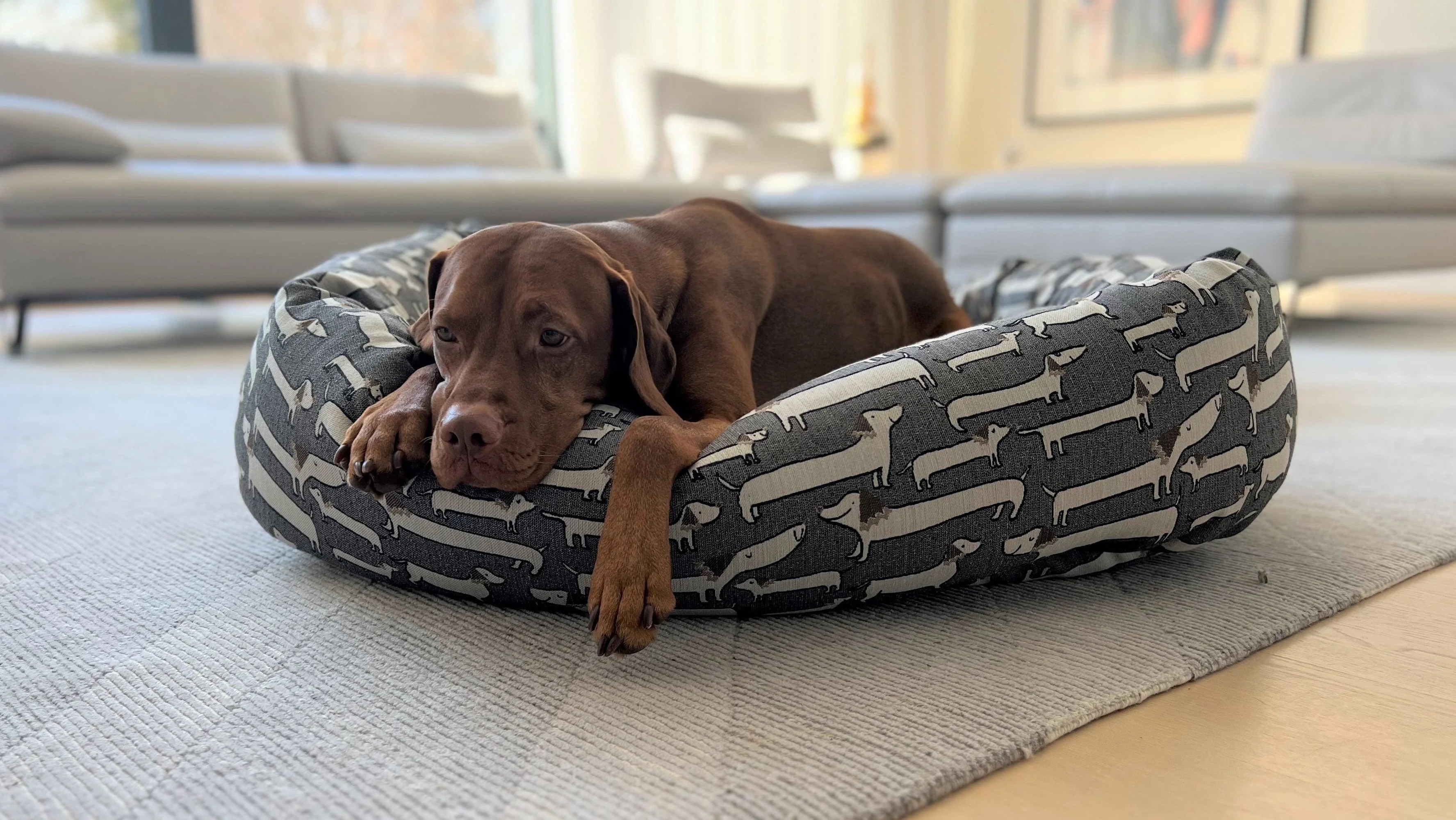 Donut Bed – Designer Prints