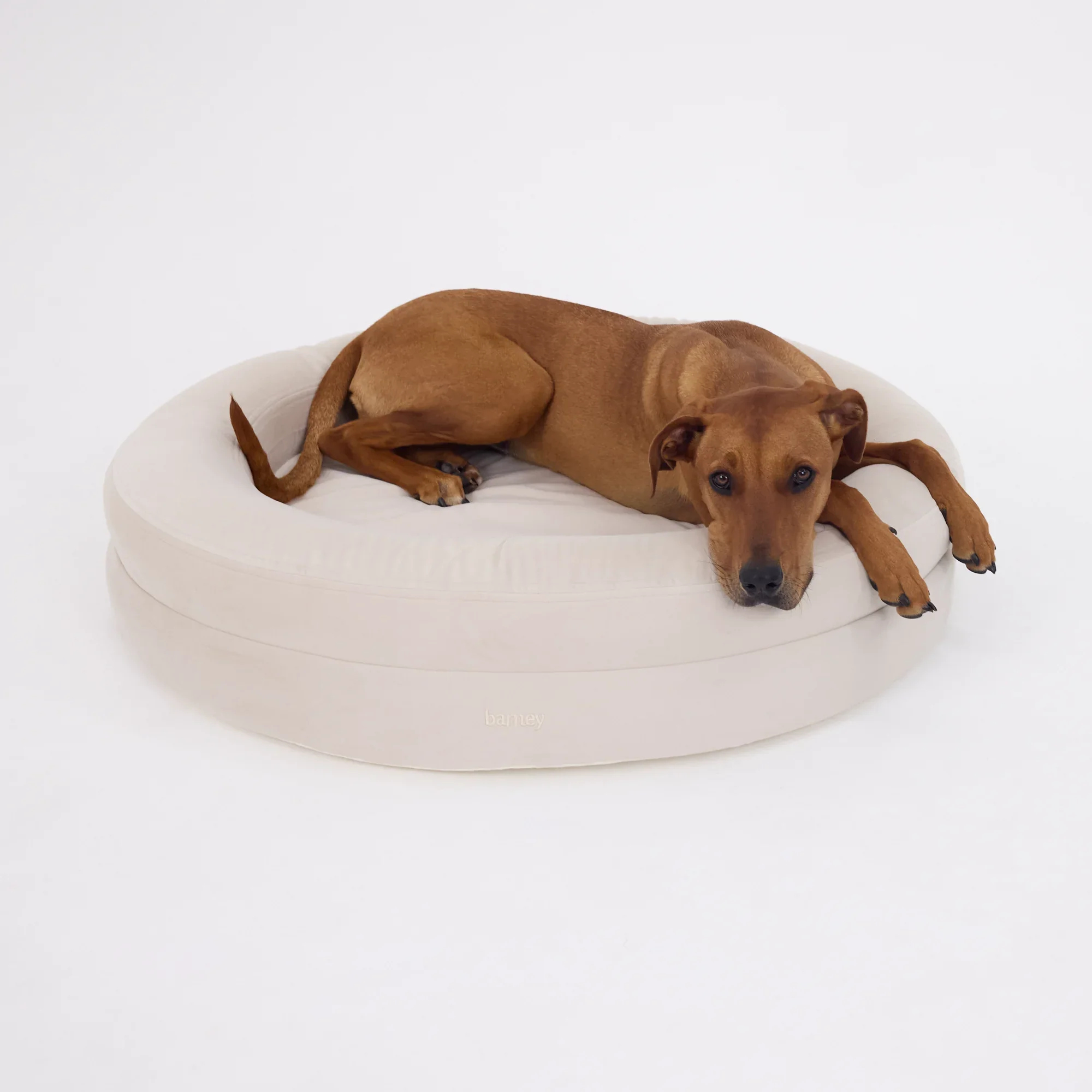 BarneyCurl Bed