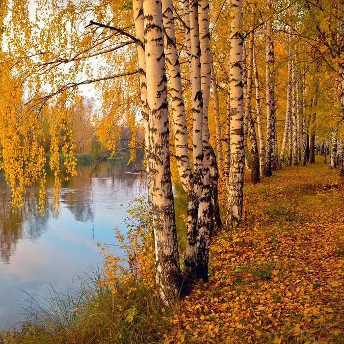 Paper Birch Tree
