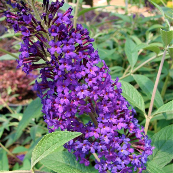 Psychedelic Sky™ Butterfly Bush