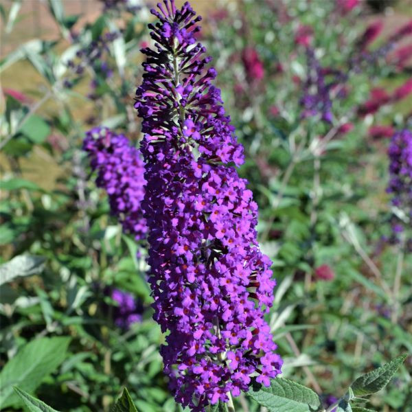 Psychedelic Sky™ Butterfly Bush