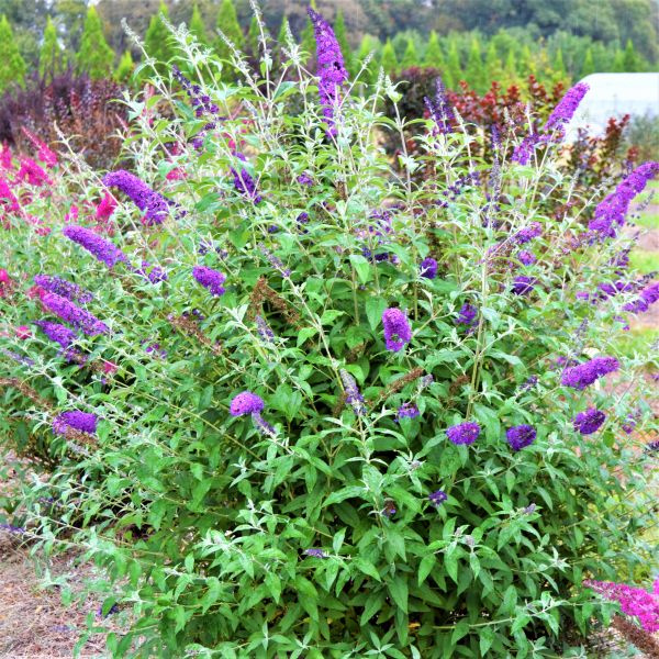 Psychedelic Sky™ Butterfly Bush