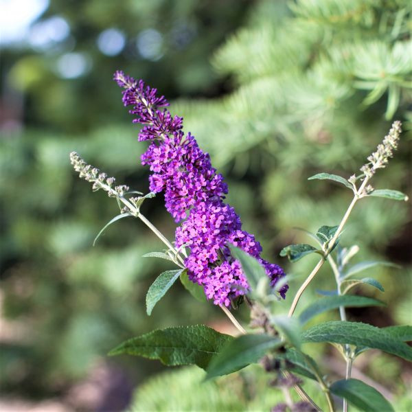 Psychedelic Sky™ Butterfly Bush