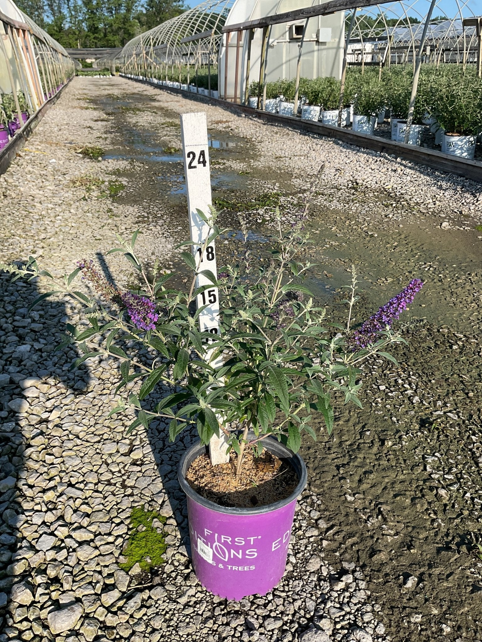 Psychedelic Sky™ Butterfly Bush