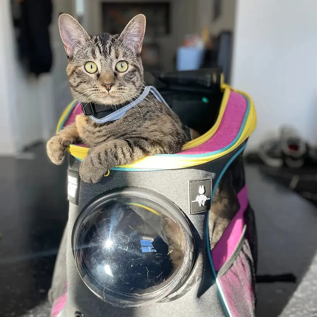 Stray x Travel Cat Backpack – Limited-Edition