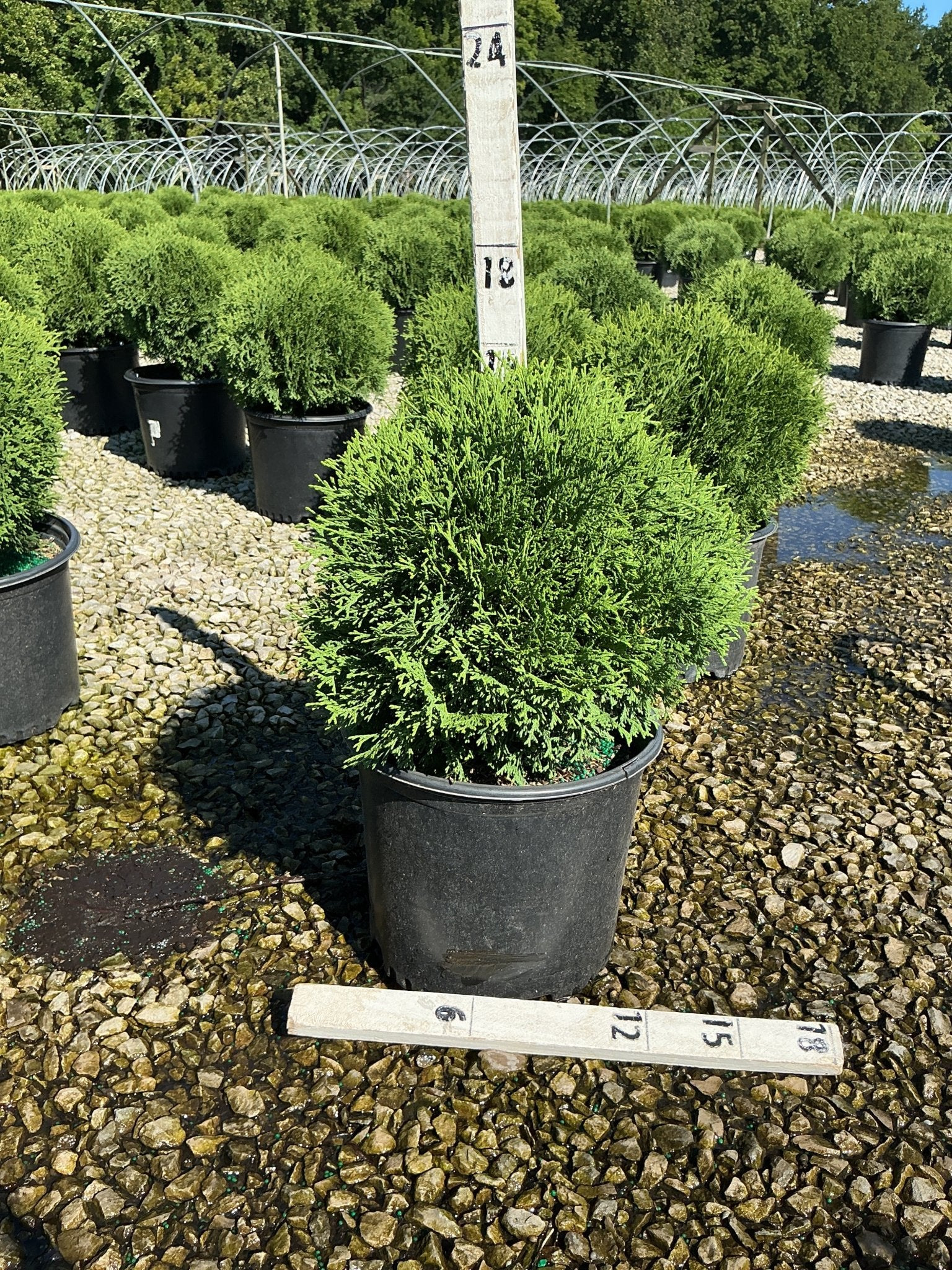 Hetz Midget Arborvitae