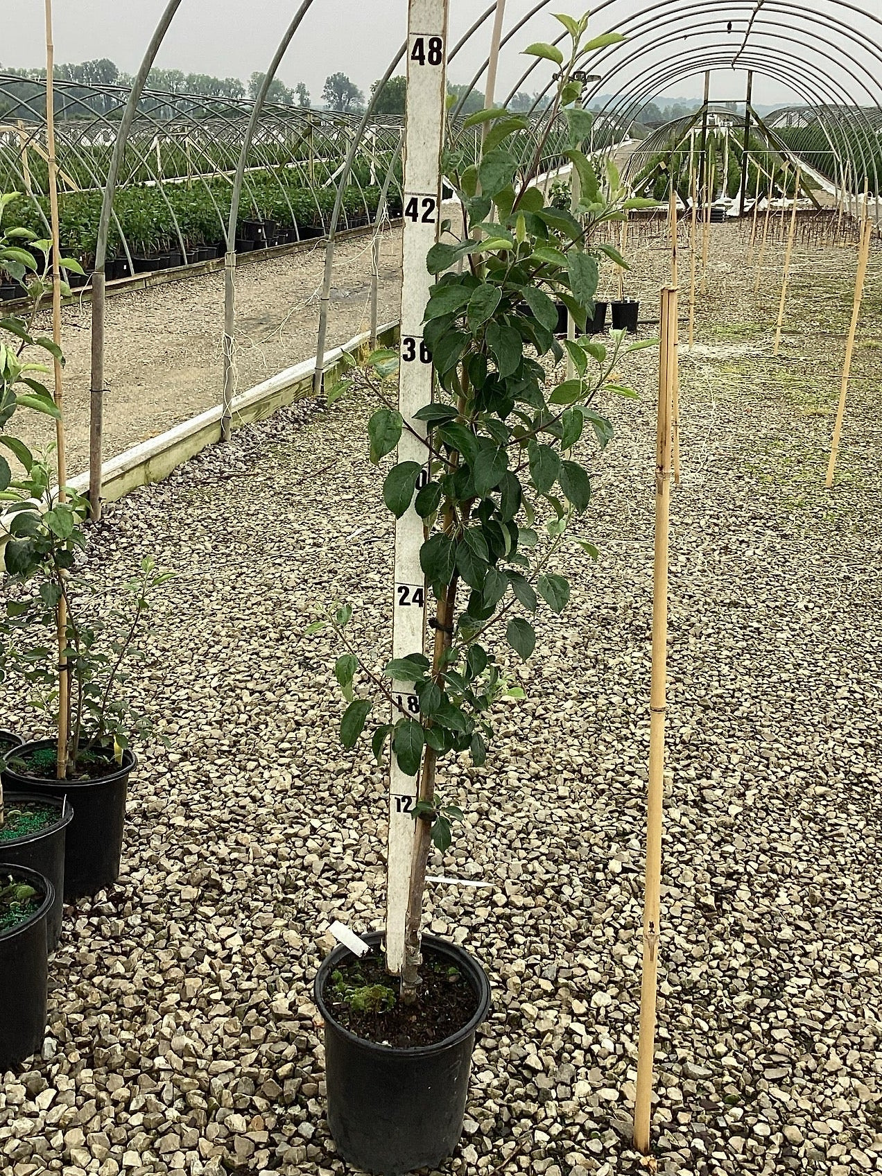 Honeycrisp Apple Tree