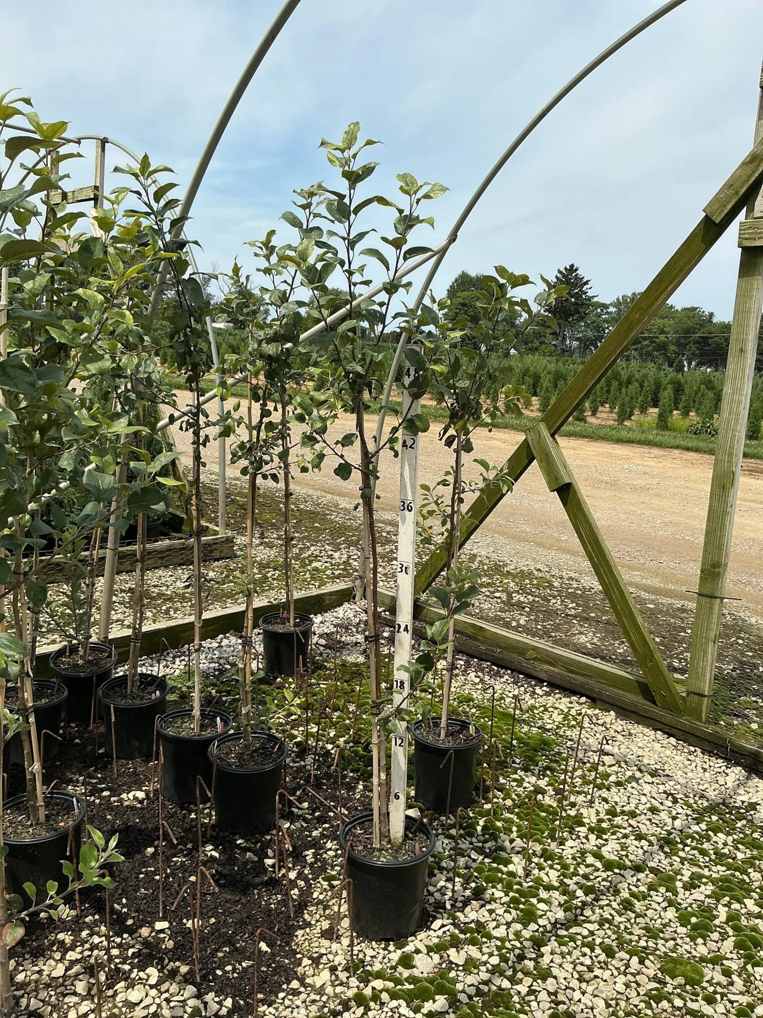 Honeycrisp Apple Tree