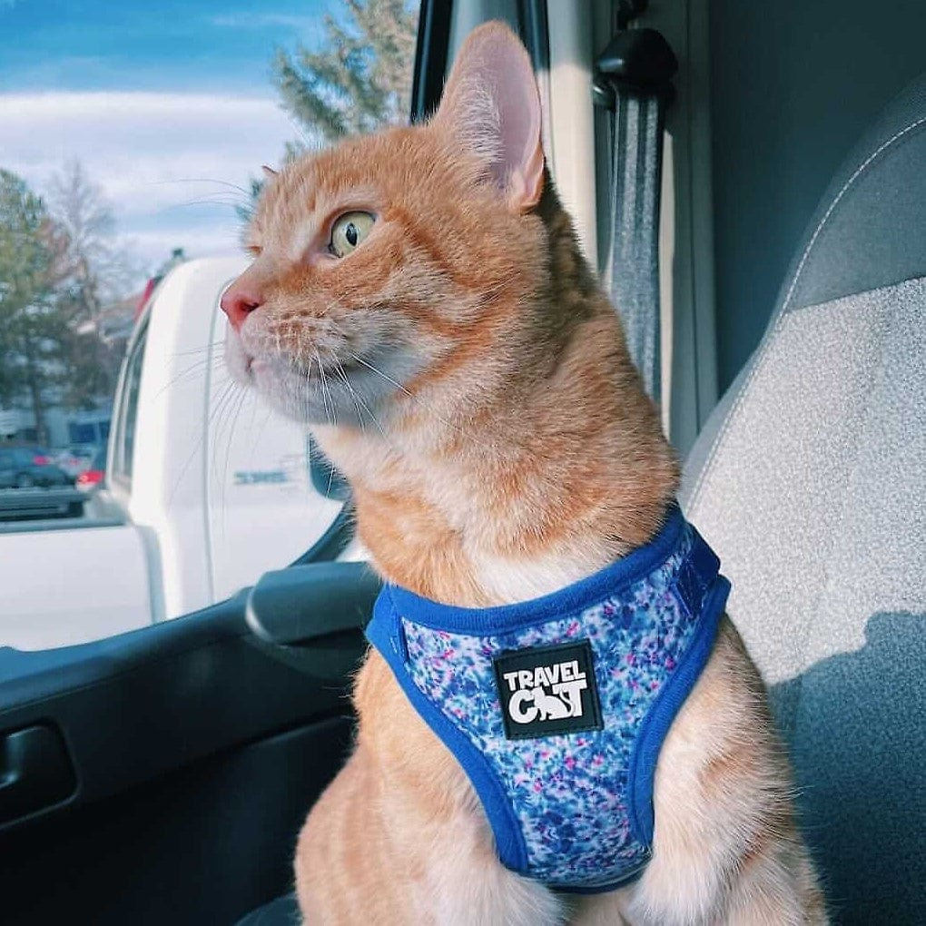 The True Adventurer Reflective Cat & Kitten Harness and Leash
