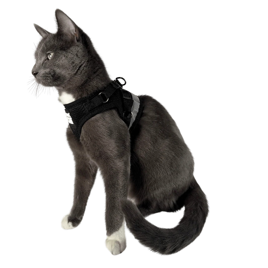 The True Adventurer Reflective Cat & Kitten Harness and Leash