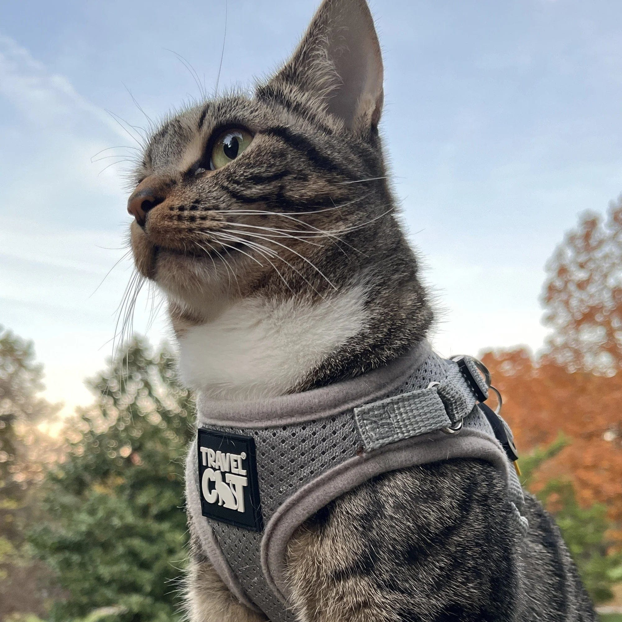 The True Adventurer Reflective Cat & Kitten Harness and Leash