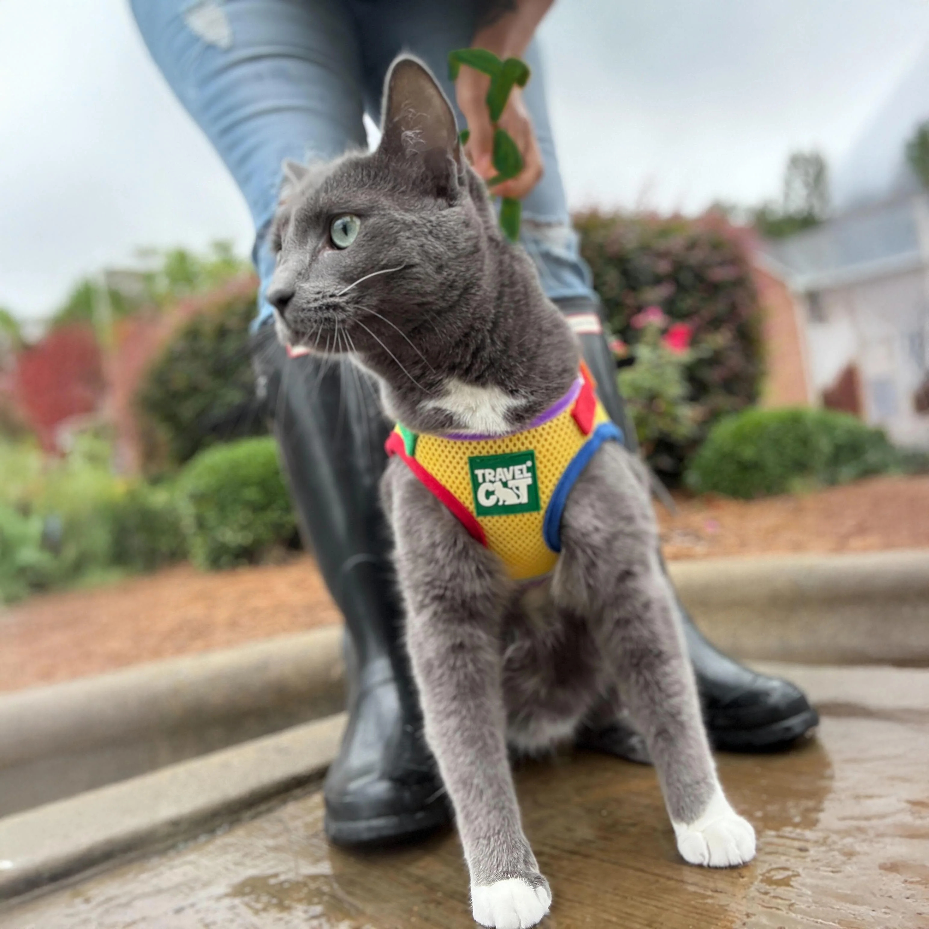 The True Adventurer Reflective Cat & Kitten Harness and Leash