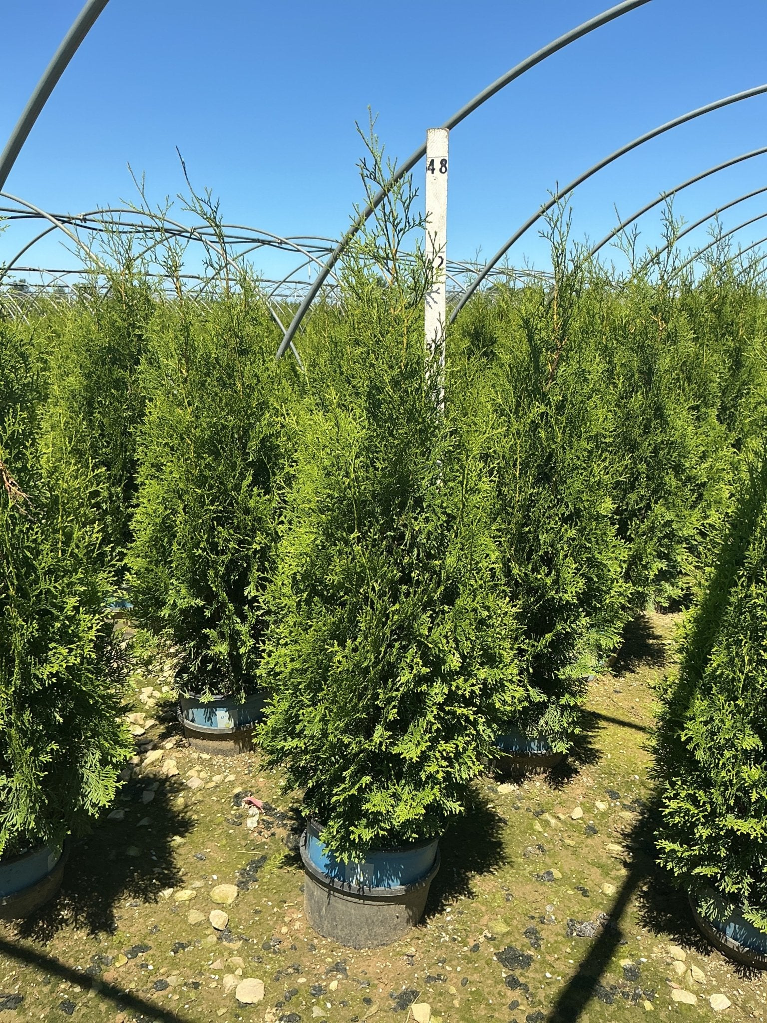 Private Jet™ Arborvitae