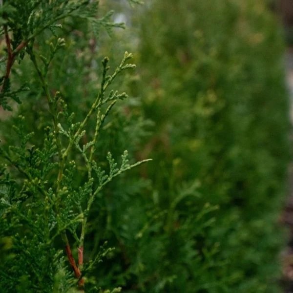 Private Jet™ Arborvitae