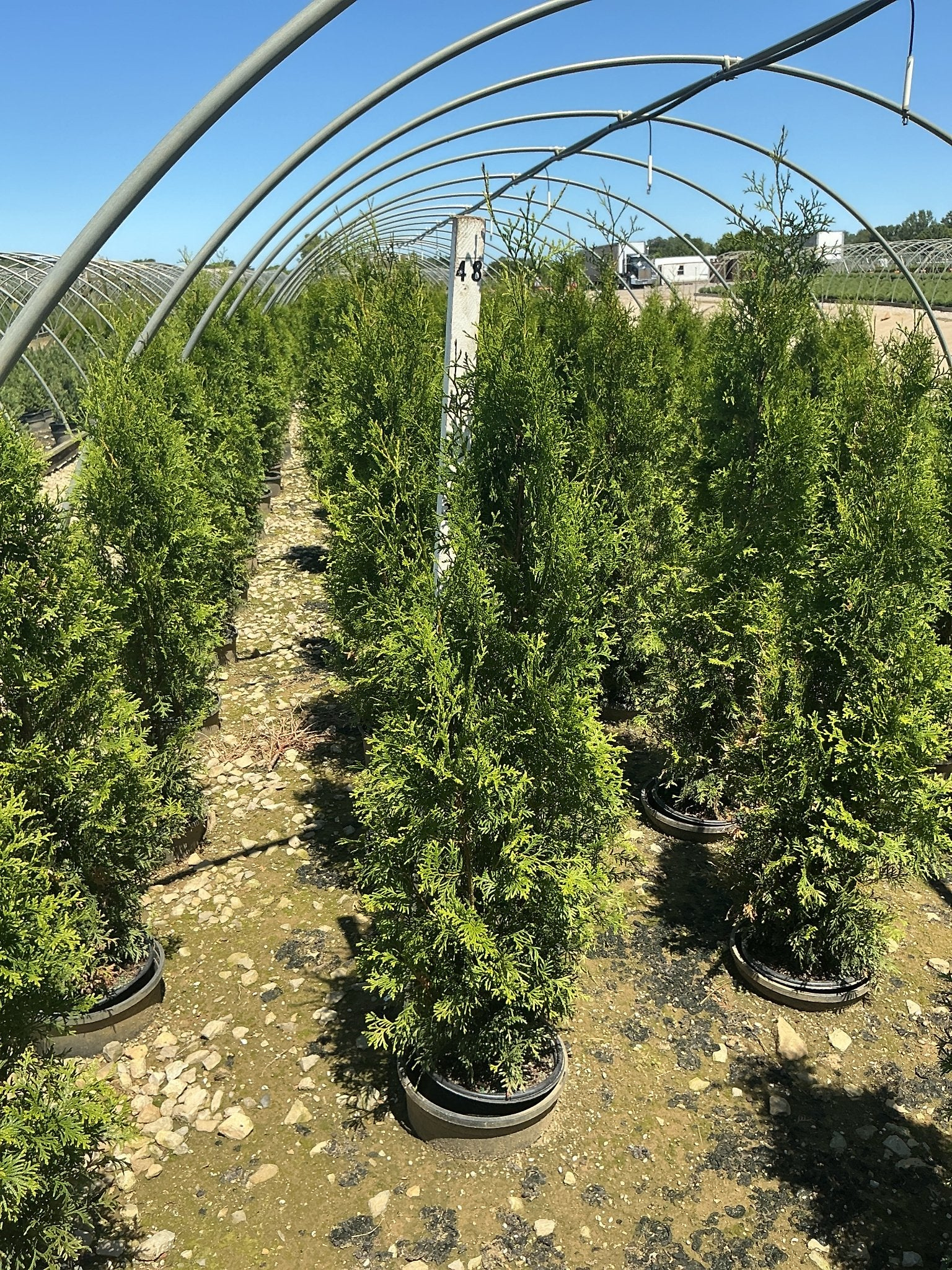 Private Jet™ Arborvitae