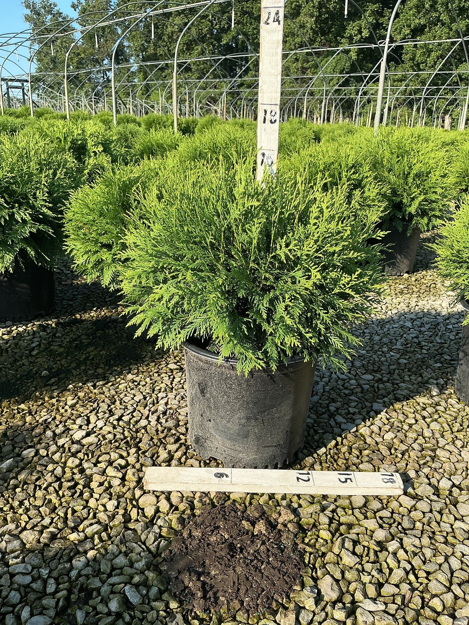 Woodward Arborvitae