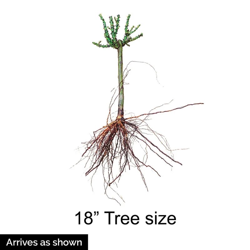 All A’Twitter™ 18 Tree Rose