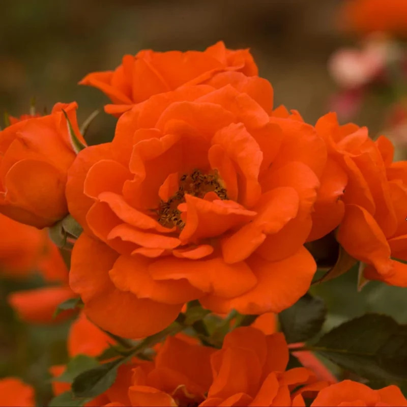 All A'Twitter™ 18 Tree Rose