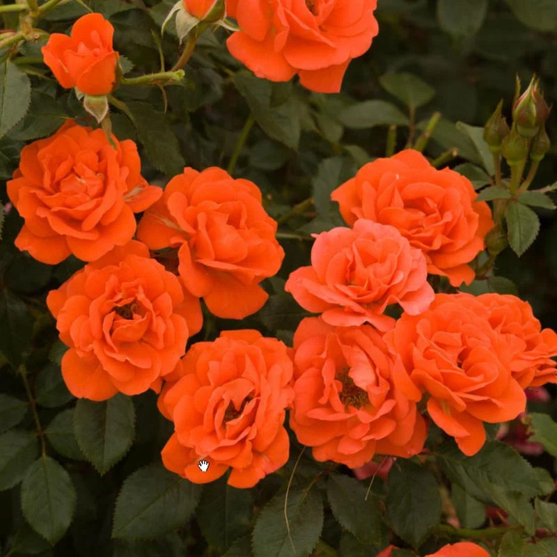 All A’Twitter™ 18 Tree Rose