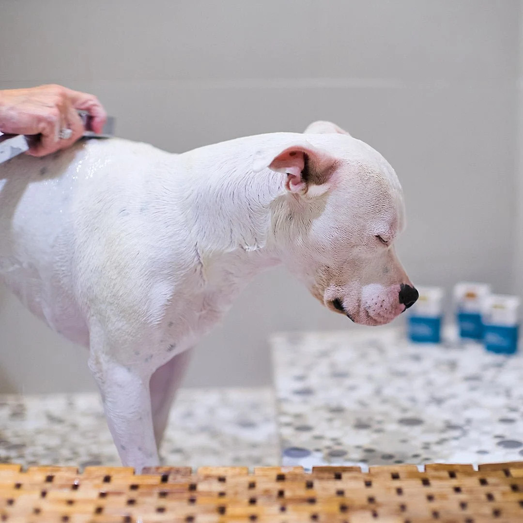 Animals Matter® Organic Companion Dog Soap Bar™