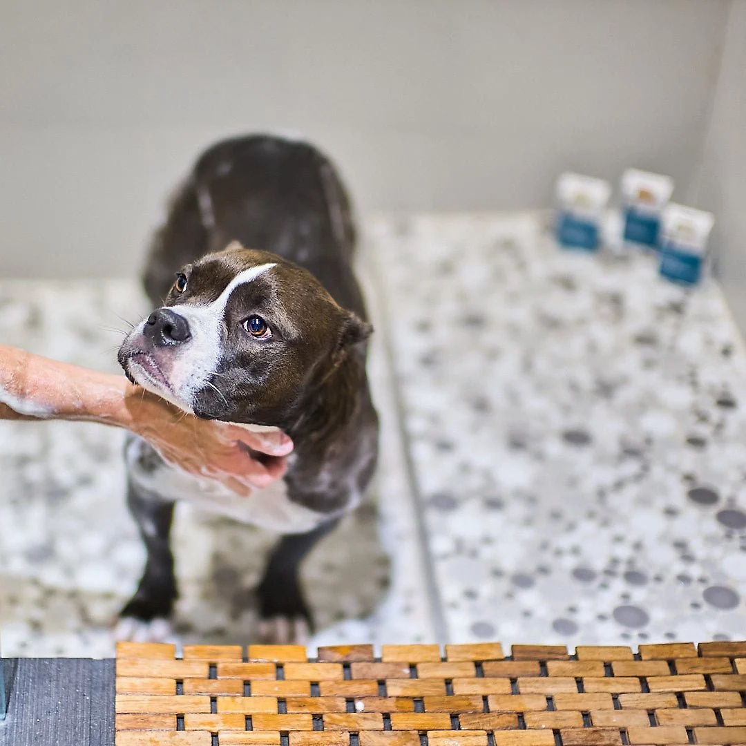 Animals Matter® Organic Companion Dog Soap Bar™