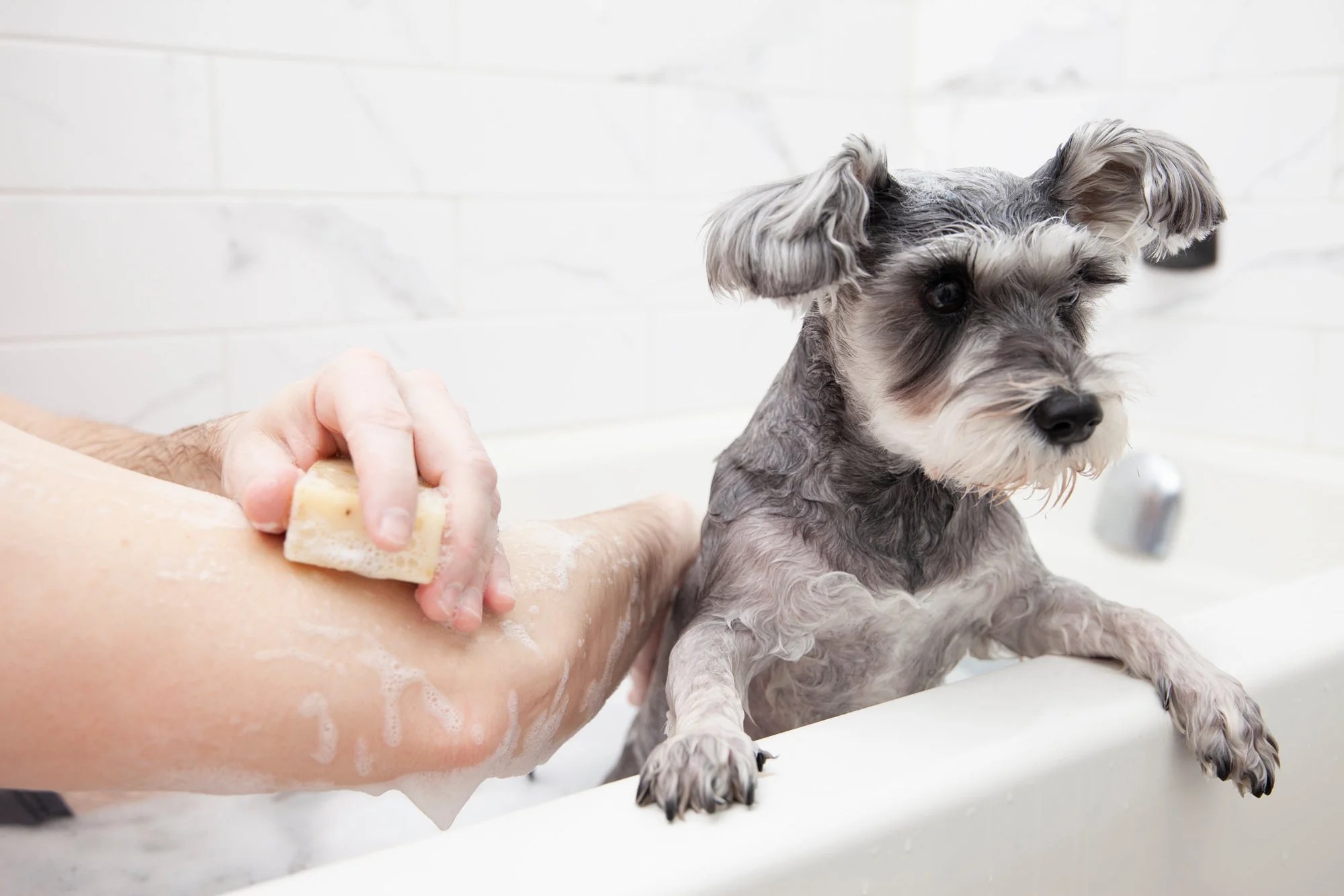 Animals Matter® Organic Companion Dog Soap Bar™