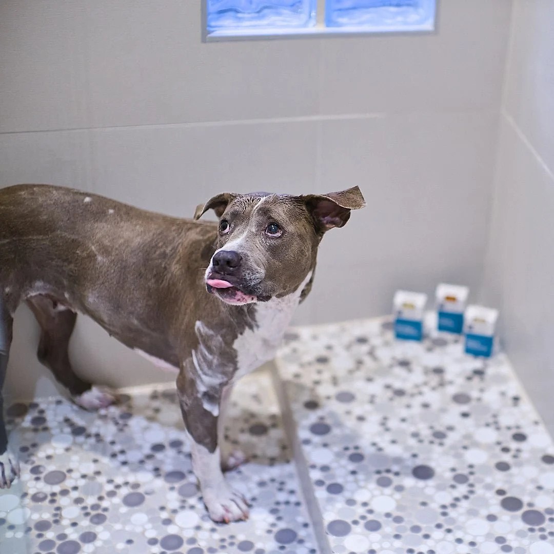 Animals Matter® Organic Companion Dog Soap Bar™