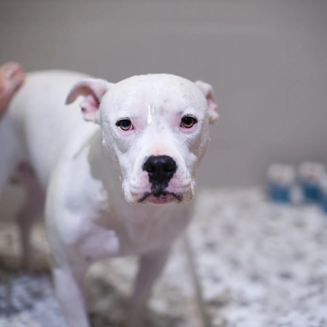 Animals Matter® Organic Companion Dog Soap Bar™