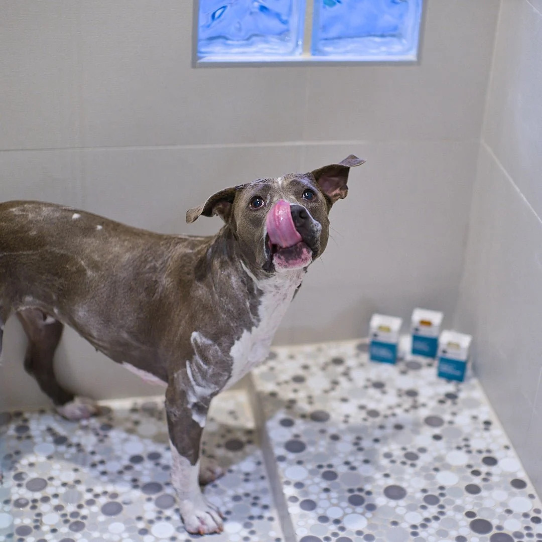 Animals Matter® Organic Companion Dog Soap Bar™