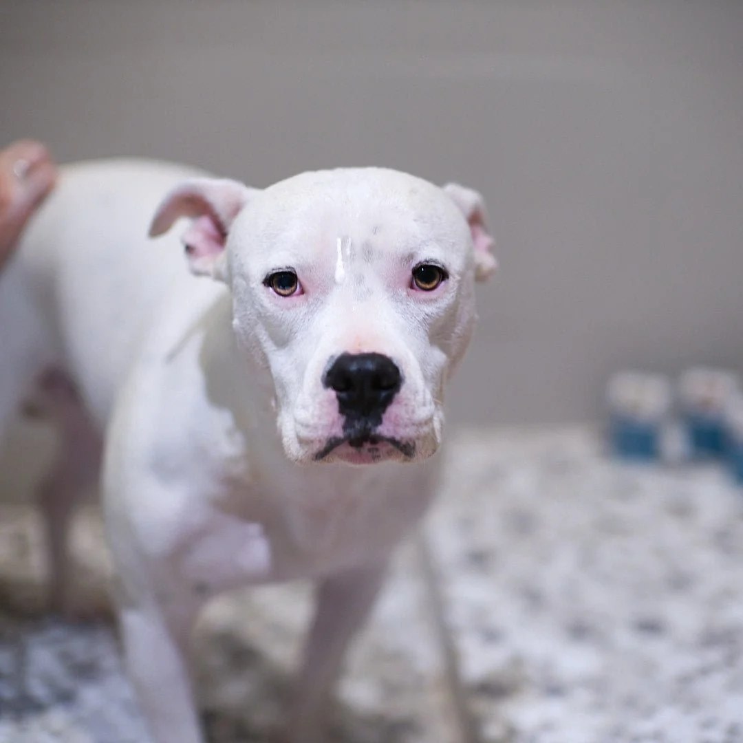 Animals Matter® Organic Companion Soap Bar™ VIP Sample Pack
