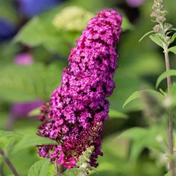 Funky Fuchsia™ Butterfly Bush