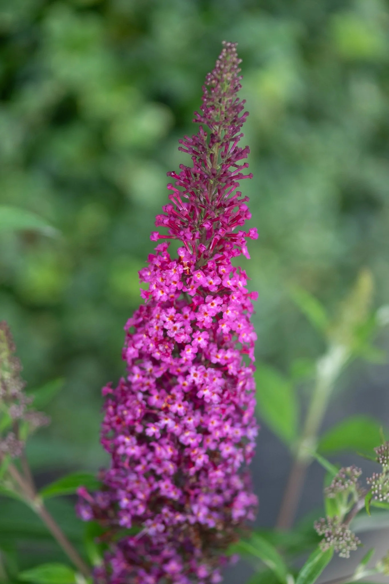 Funky Fuchsia™ Butterfly Bush