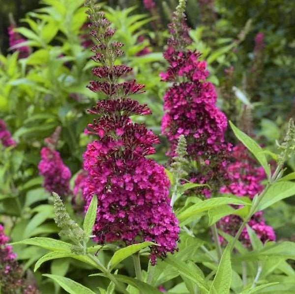 Funky Fuchsia™ Butterfly Bush